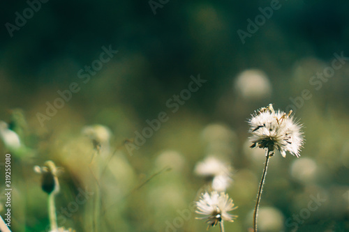 Wallpaper Mural Grass flower with natural blur bokeh background. The picture is a vintage style. Torontodigital.ca