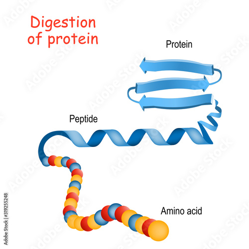 Structure of Protein from amino acid to peptide, and protein. Close-up of protein molecule.