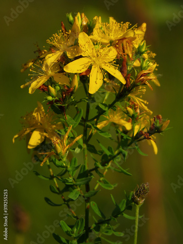 Hypericum perforatum or Perforate St John's-wort, common Saint John's wort and St John's wort,flowering plant in the family Hypericaceae, anti depressive medicinal plant