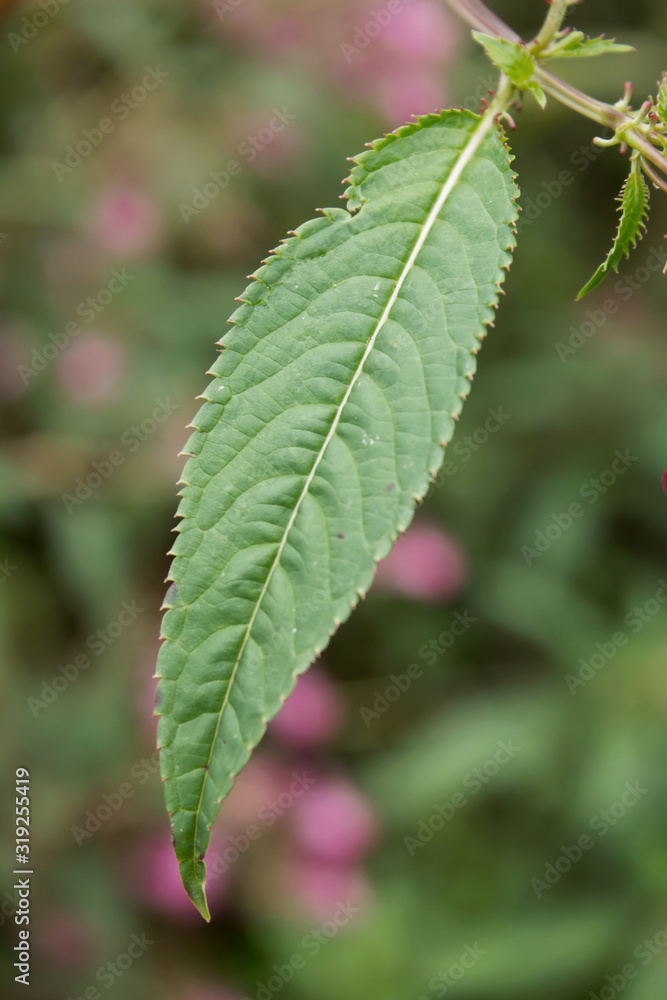 Impatiens glandulifera or Himalayas Policeman's Helmet, a large annual hollow stem plant, Himalayan Balsam, Balsaminaceae family Impatiens glandulifera or Himalayas Policeman's Helmet, a large annual hollow stem plant, Himalayan Balsam, Balsaminaceae family