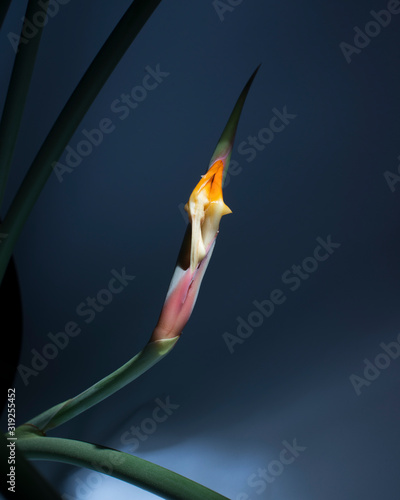 Strelitzia Strelitzie photo