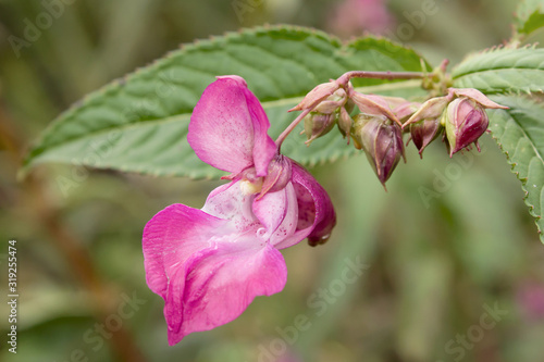 Impatiens glandulifera or Himalayas Policeman's Helmet, a large annual hollow stem plant, Himalayan Balsam, Balsaminaceae family