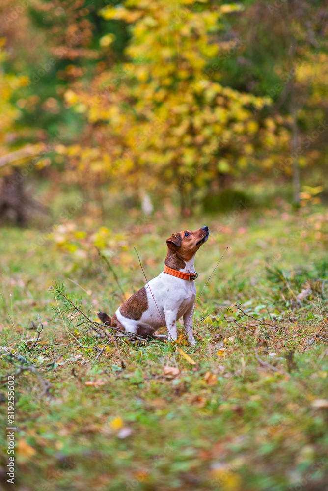 Portrait of Jack Russell Terrier in a summer forest.