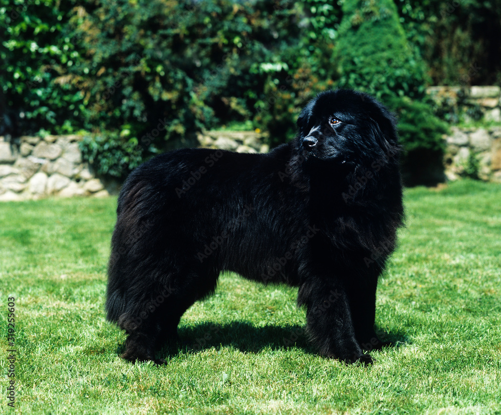 Fototapeta premium TERRE NEUVE