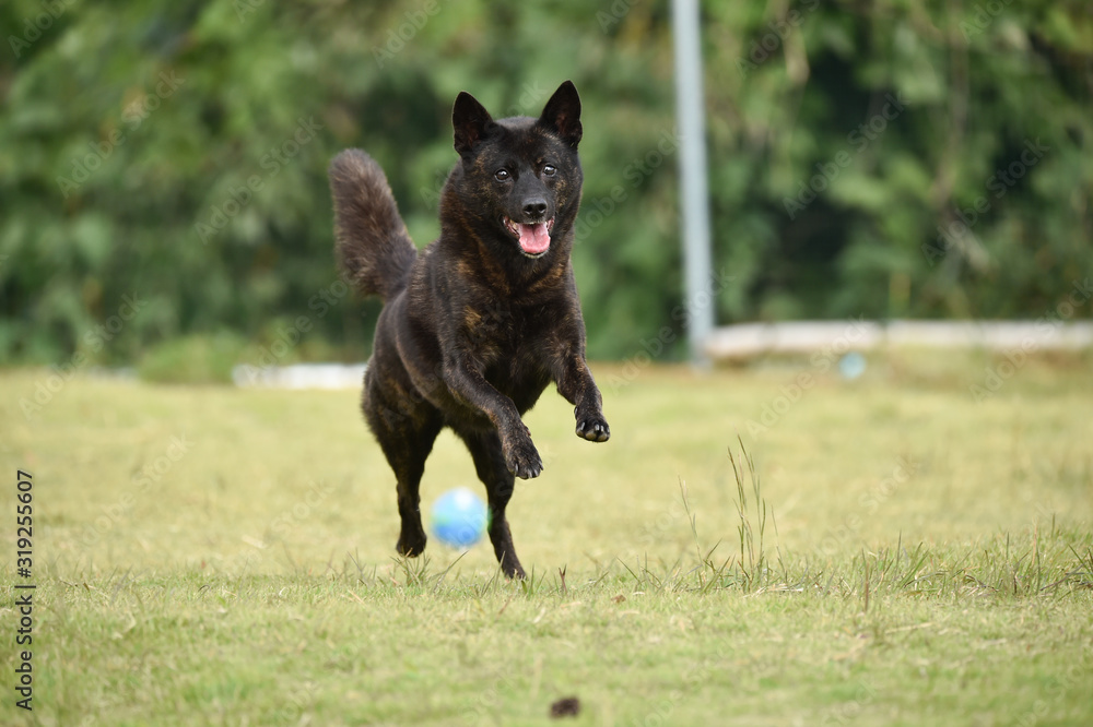 甲斐犬 甲斐犬