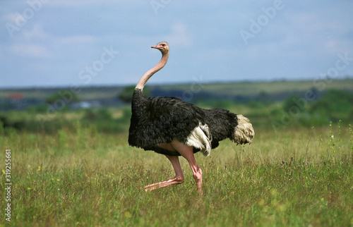 AUTRUCHE struthio camelus