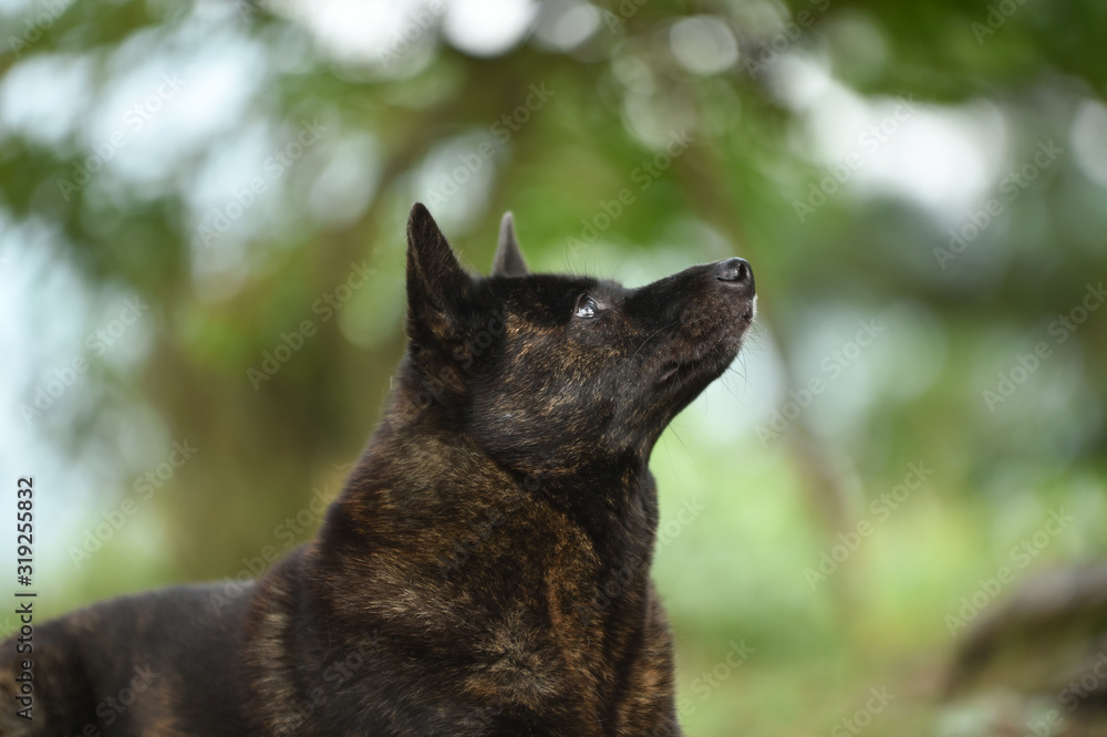 Naklejka premium 甲斐犬