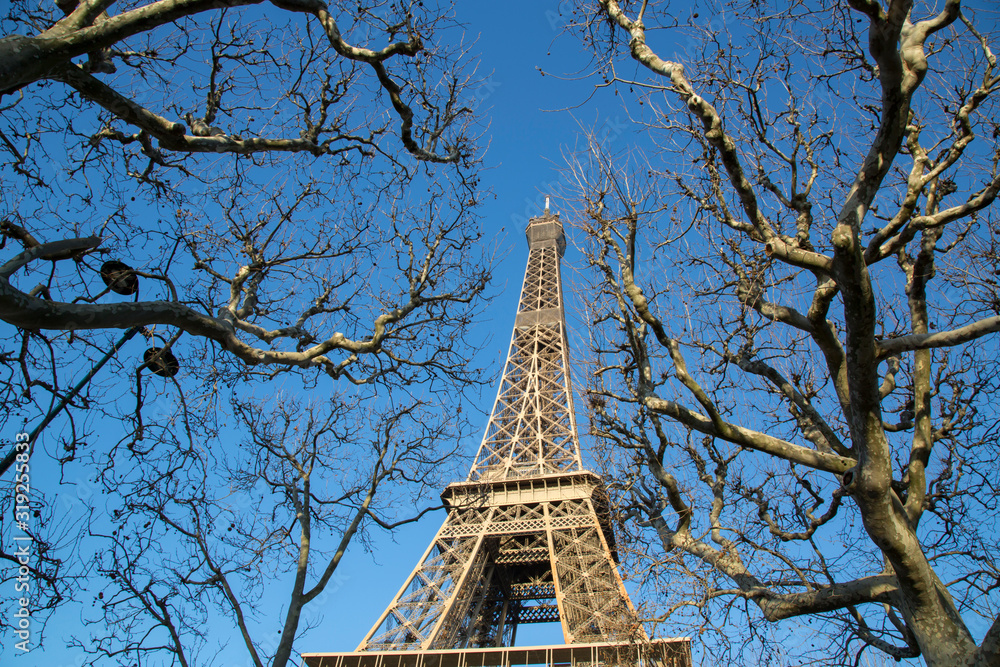 Tree Branches and Lamppost at Eiffel Tower; Paris