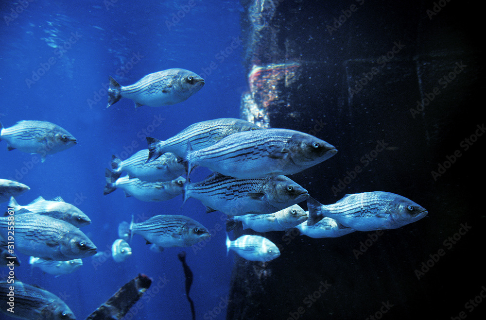 BAR RAYE morone saxatilis BAR RAYE morone saxatilis