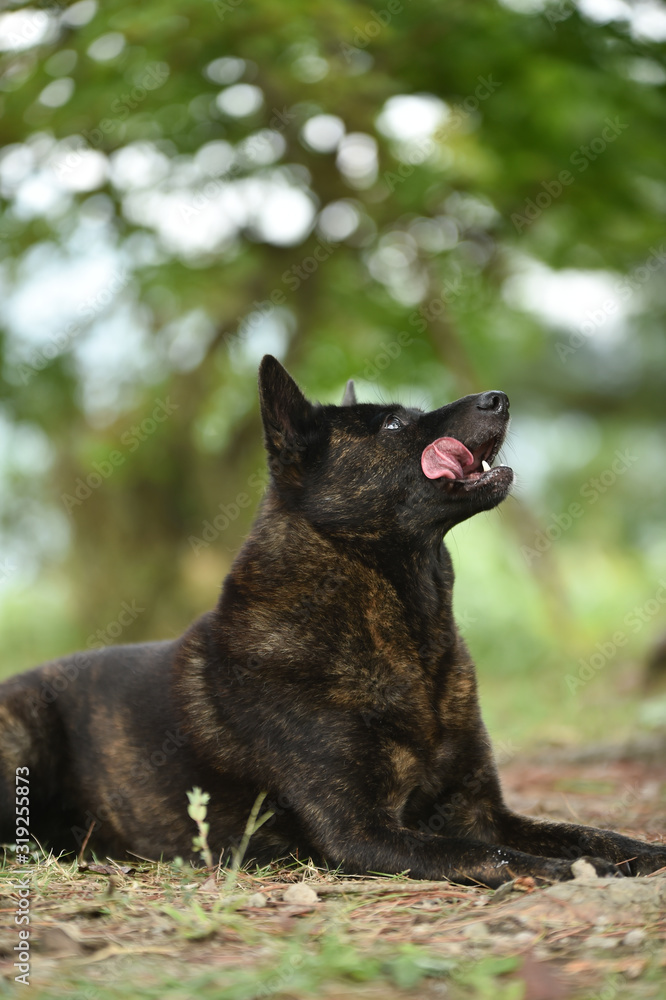 甲斐犬 甲斐犬