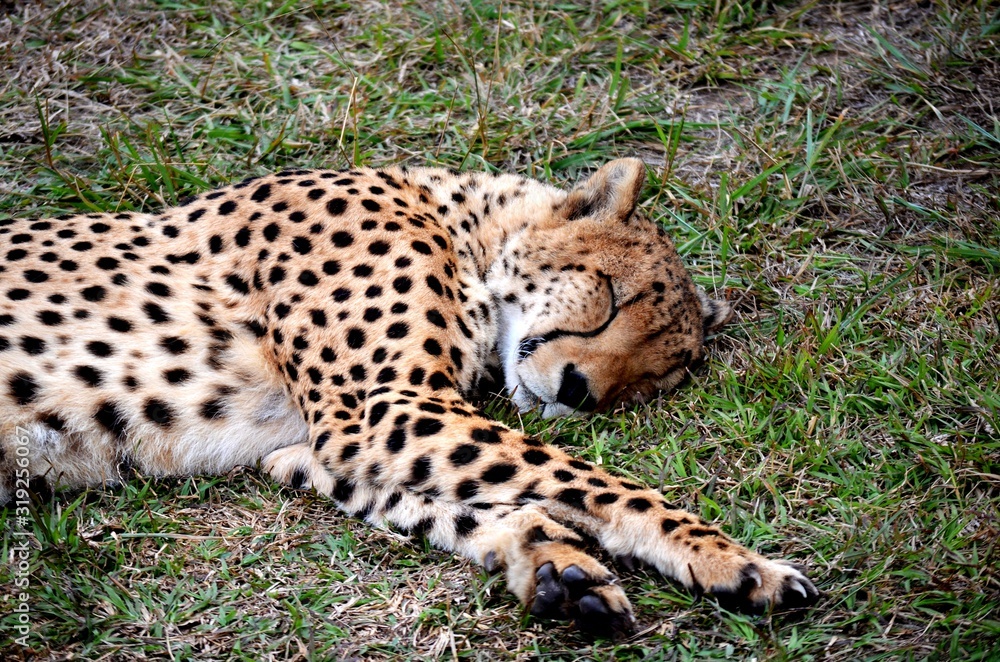 Obraz premium Gepard