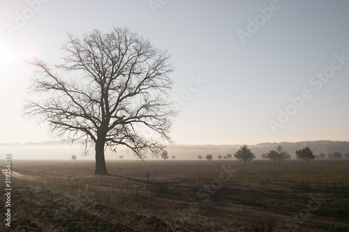 old alone tree in hazy morning with empty space, selective focus scene