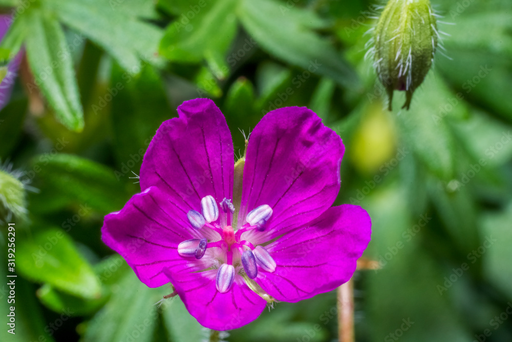 Obraz premium Nature