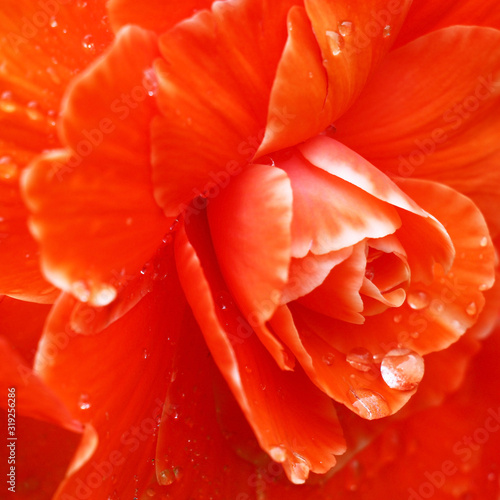 Very bright flower of a begonia with petals of orange color in water drops.