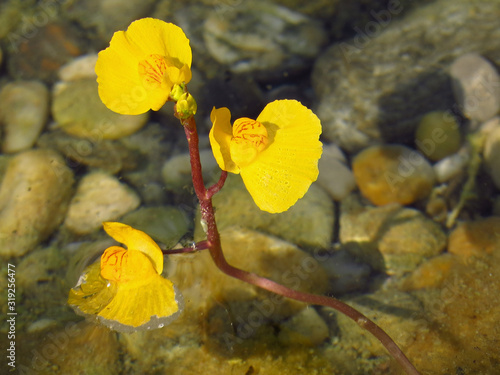  Southern bladderwort (Utricularia australis) carnivorous plant, insect eating plant aquatic bladderwort with bladders traps photo