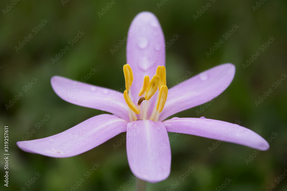 Autumn crocus (Colchicum autumnale), meadow saffron or naked ladies, toxic autumn-blooming flowering plant, family Colchicaceae, deadly poisonous plant Autumn crocus (Colchicum autumnale), meadow saffron or naked ladies, toxic autumn-blooming flowering plant, family Colchicaceae, deadly poisonous plant