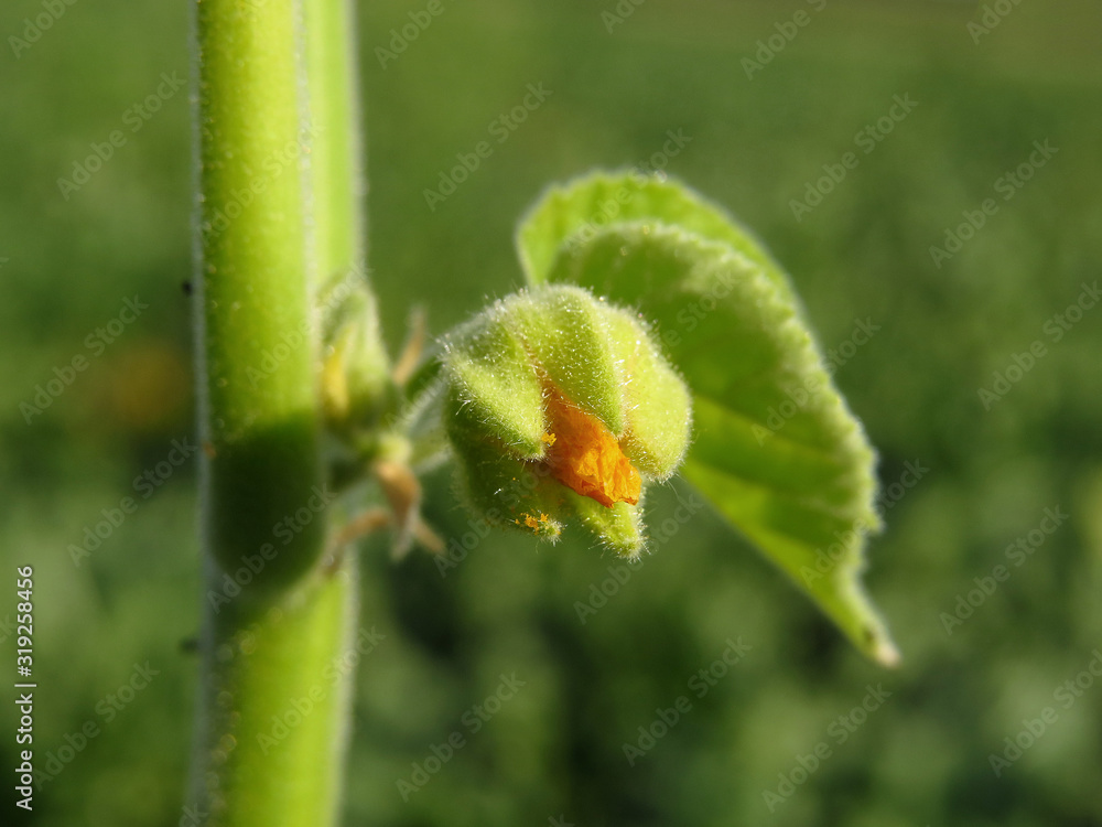 Abutilon theophrasti, velvetleaf, velvet plant, velvetweed, Chinese jute, China jute, crown weed, buttonweed, lantern mallow, butterprint, pie-marker or Indian mallow, family Malvaceae Abutilon theophrasti, velvetleaf, velvet plant, velvetweed, Chinese jute, China jute, crown weed, buttonweed, lantern mallow, butterprint, pie-marker or Indian mallow, family Malvaceae