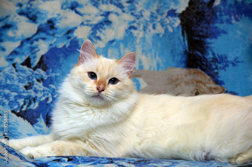 White fluffy thai cat photo