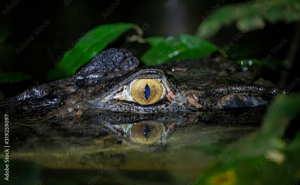 Fototapeta premium Black Caiman half submerged looking at you