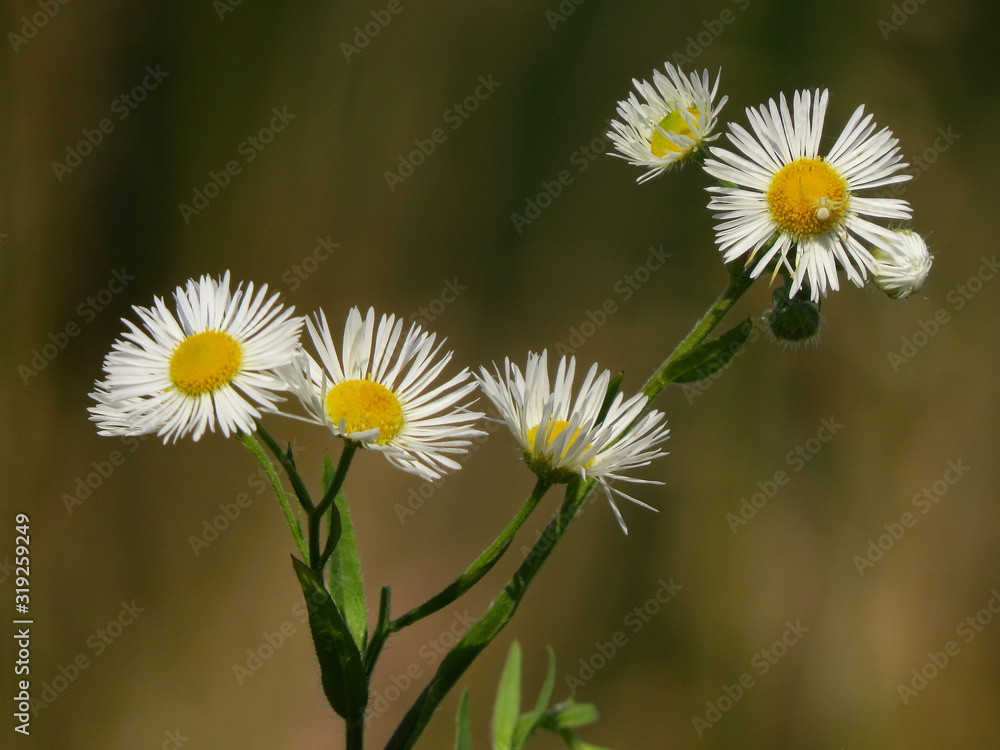 Annual fleabane (Erigeron annuus), daisy fleabane or eastern daisy fleabane, North American plant species in the daisy family spreading in Europe, very invasive and agressive plant species