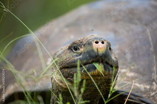 Galapagos Giant Tortoise eating grass headshot