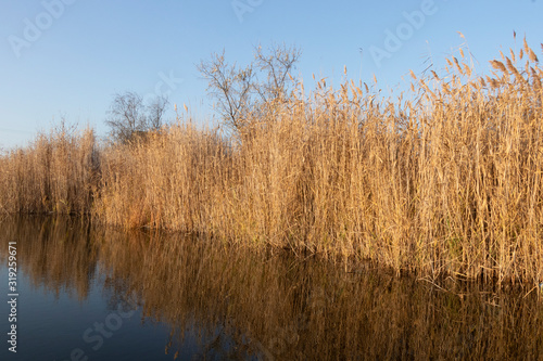 Dry reeds above mirror water. Lake reflection in the water. Sunny weather. Blue sky. Fresh air.