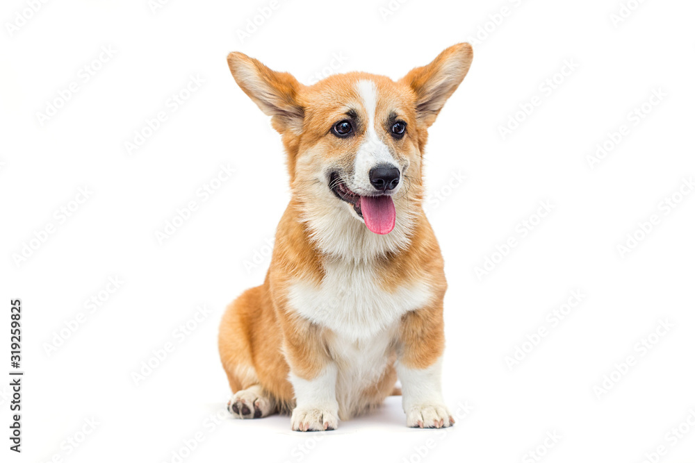puppy looking sideways on a white background