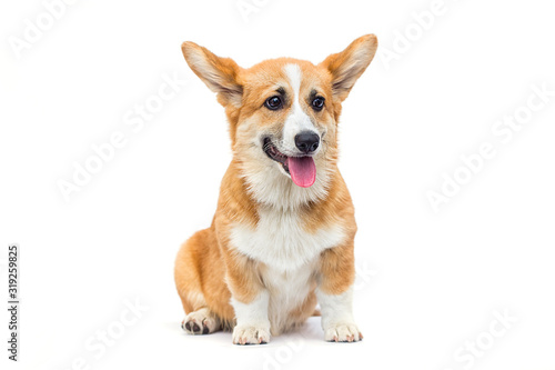 puppy looking sideways on a white background