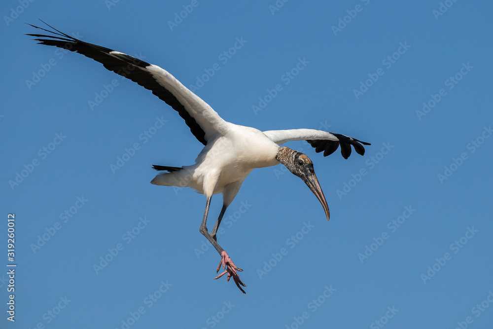 Wood Stork Flying