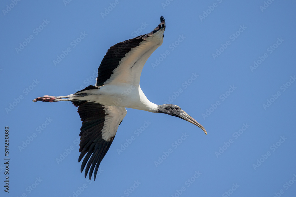 Fototapeta premium Wood Stork Flying