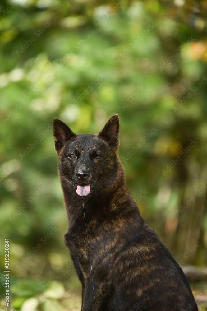 甲斐犬 甲斐犬