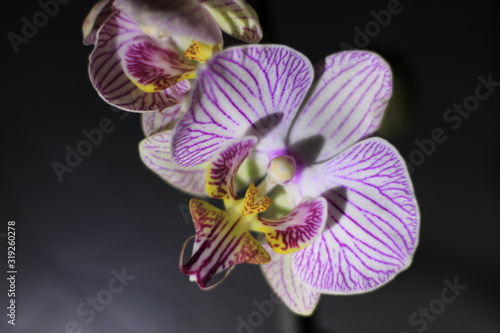 branch of a beautiful orchid on a black background