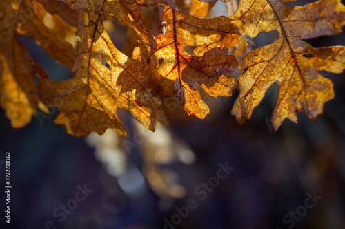 Wallpaper Mural Yellow oak leaves sunlit in winter, shallow depth of field Torontodigital.ca