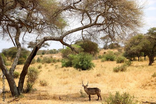 Water buck in Tarangire