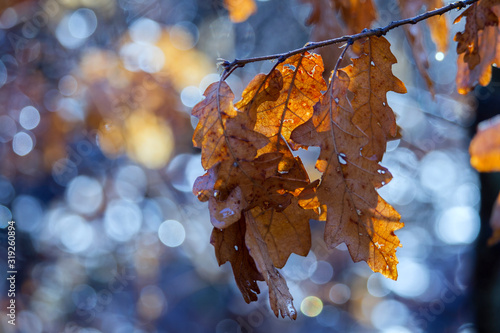 Wallpaper Mural Yellow oak leaves sunlit in winter, shallow depth of field Torontodigital.ca