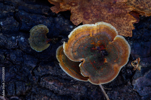 Wallpaper Mural A forest mushroom on a tree lit by the morning sun, shallow depth of field Torontodigital.ca
