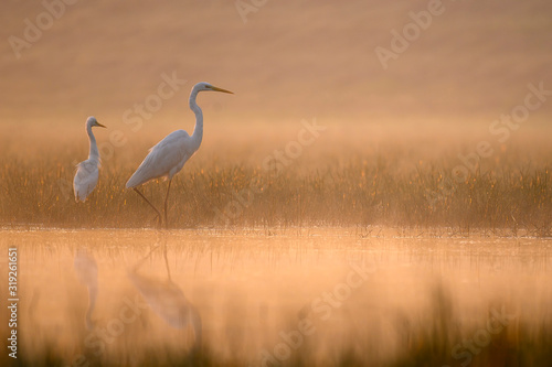 Great Egret in misty Morning © tahir