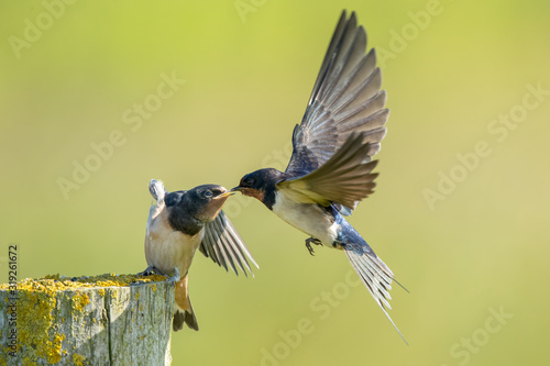 Swallow Feeding Young in Flight