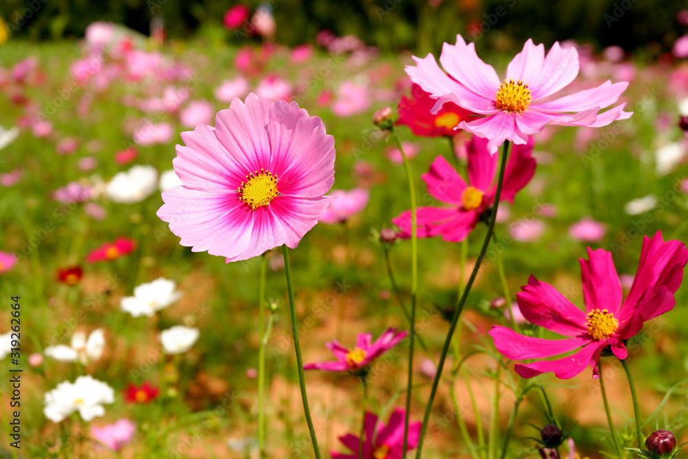 close up of pink cosmos flowers in the garden