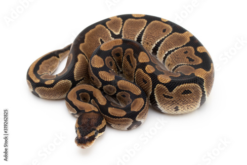 Ball Python Snake macro closeup isolated white background