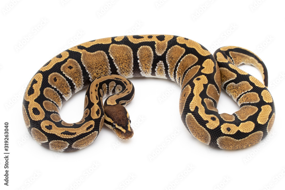 Ball Python Snake macro closeup isolated white background Ball Python Snake macro closeup isolated white background