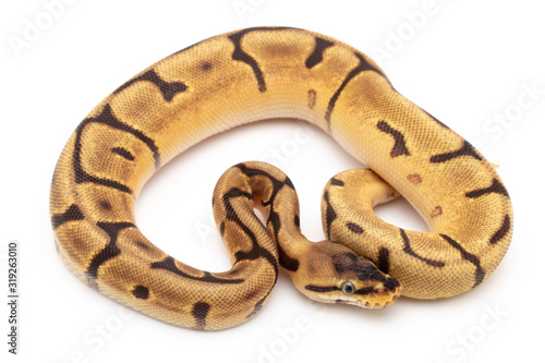 Ball Python Snake macro closeup isolated white background © Mike