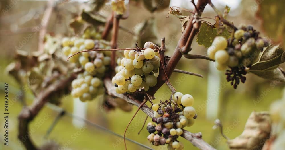 Ripe Grapes Vineyard Autumn, Wine Production Ripe Grapes Vineyard Autumn, Wine Production