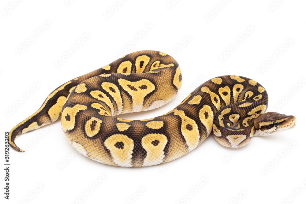 Ball Python Snake macro closeup isolated white background Ball Python Snake macro closeup isolated white background