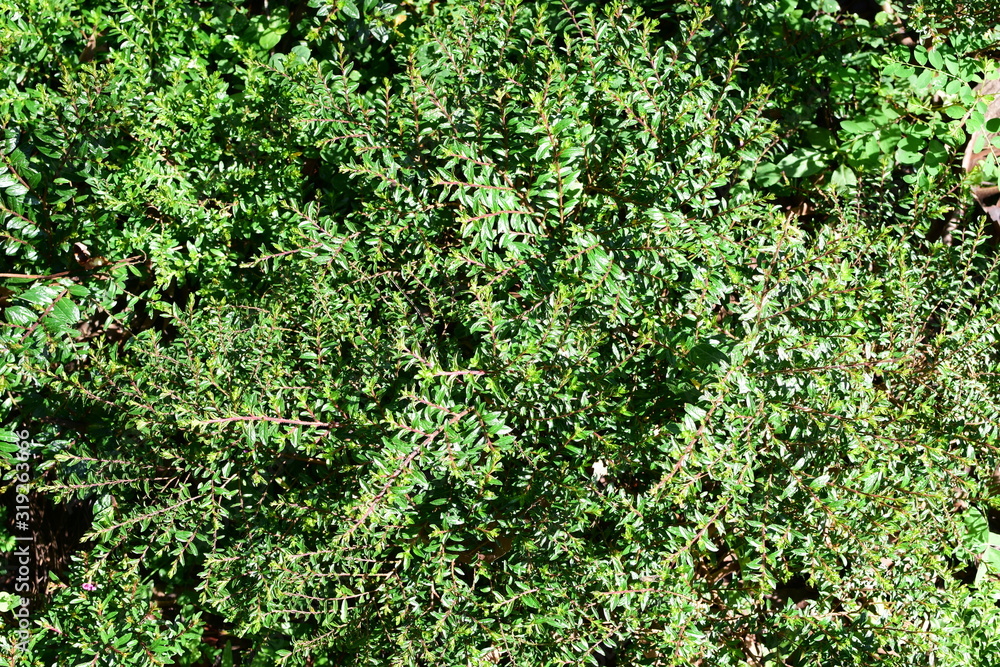 Obraz premium natura tło zielonych liści i tekstur