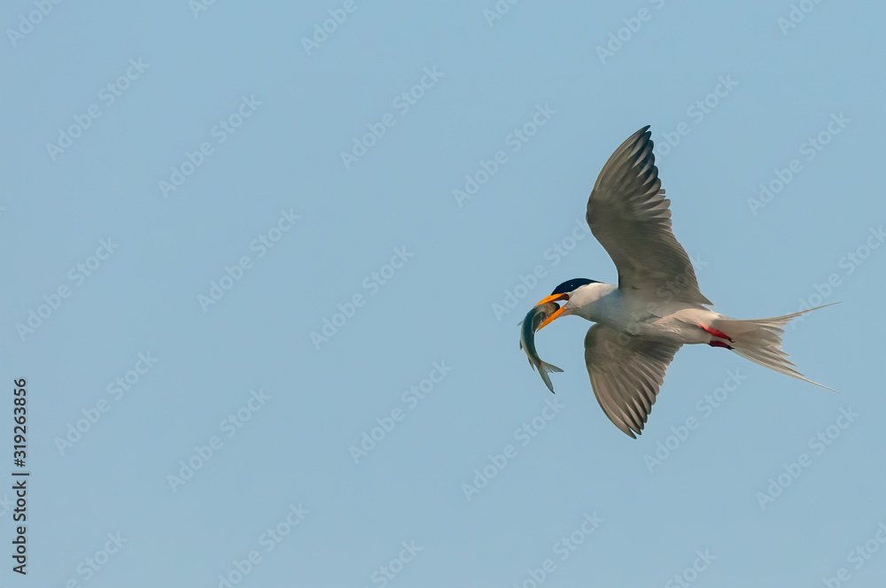 Obraz premium A river tern with fish catch in flight