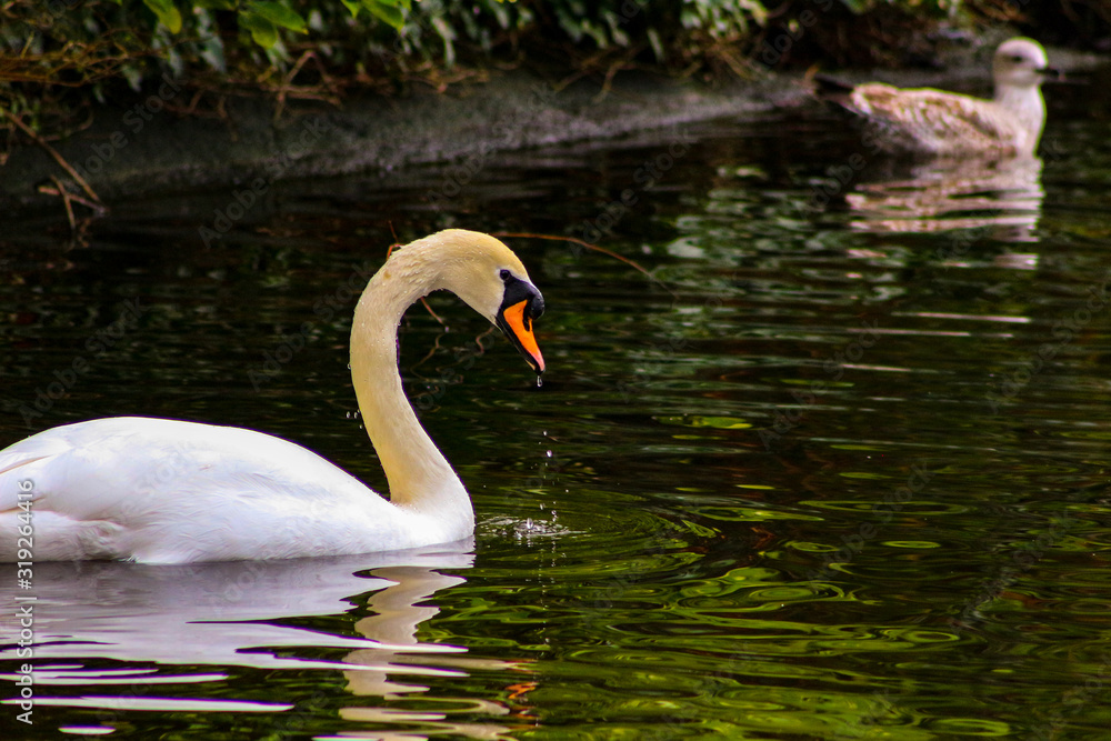 Fototapeta premium Mute swan cygnets, Cygnus olor, watched over by pen and cob, swimming in Grand Canal, Dublin, Ireland. Four young fluffy baby swans with soft down in water beside mother and father