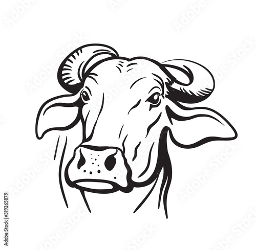 breeding cow. animal husbandry. livestock vector illustration on a white