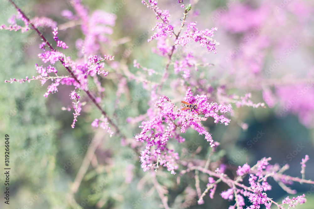 Wespe auf einer Blume in Italien, lila Blumen, im Sommer Wespe auf einer Blume in Italien, lila Blumen, im Sommer