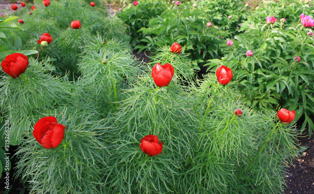 Delicate, red-leaved peony flower - Paeonia tenuifolia